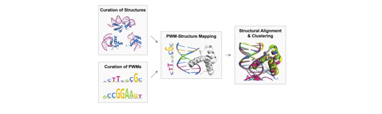 dna